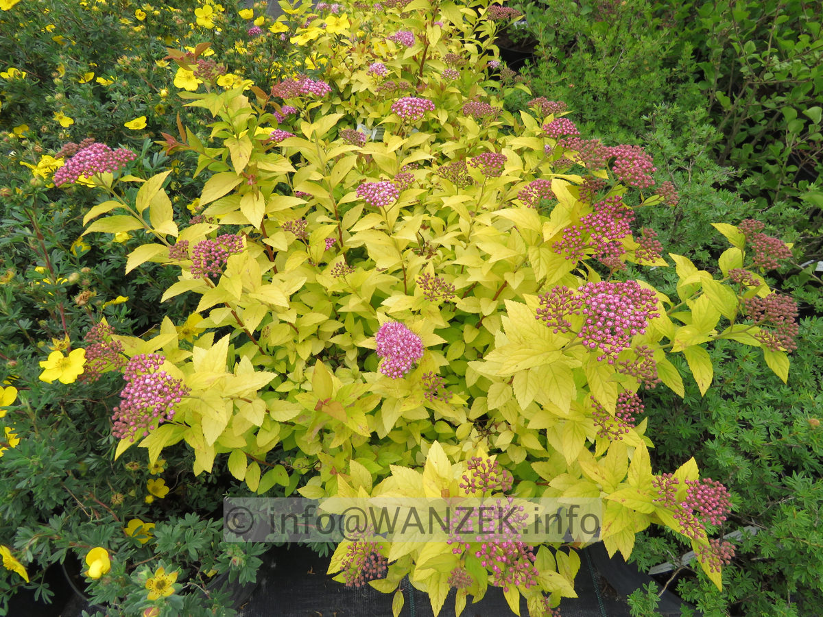 Spiraea japonica Golden Princess 01.JPG